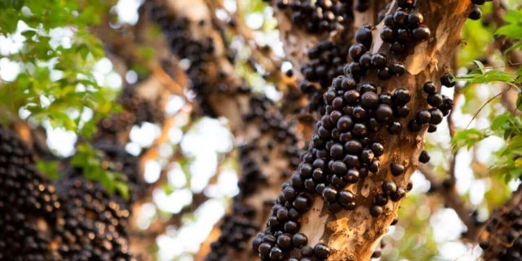 Fazenda que fica em Goiás oferece jabuticaba direto do pomar.