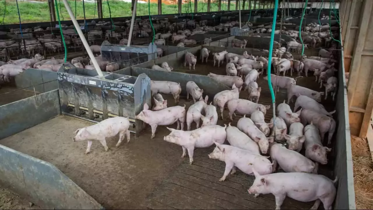 Custo de produção de frangos cai 1,7% em agosto; criação de suínos fica mais cara 3 Genética e juros seguem como outros itens importantes no investimento.