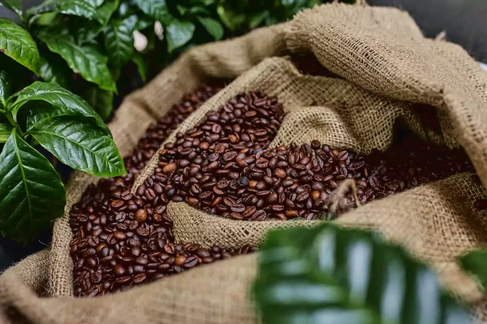 produtividade de café
