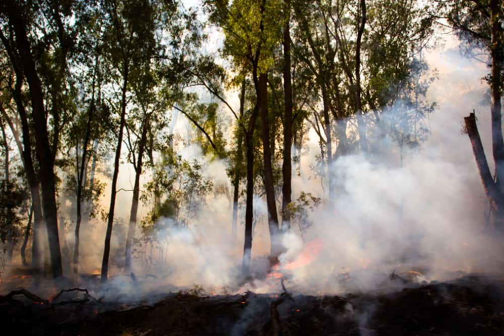 incêndio florestal