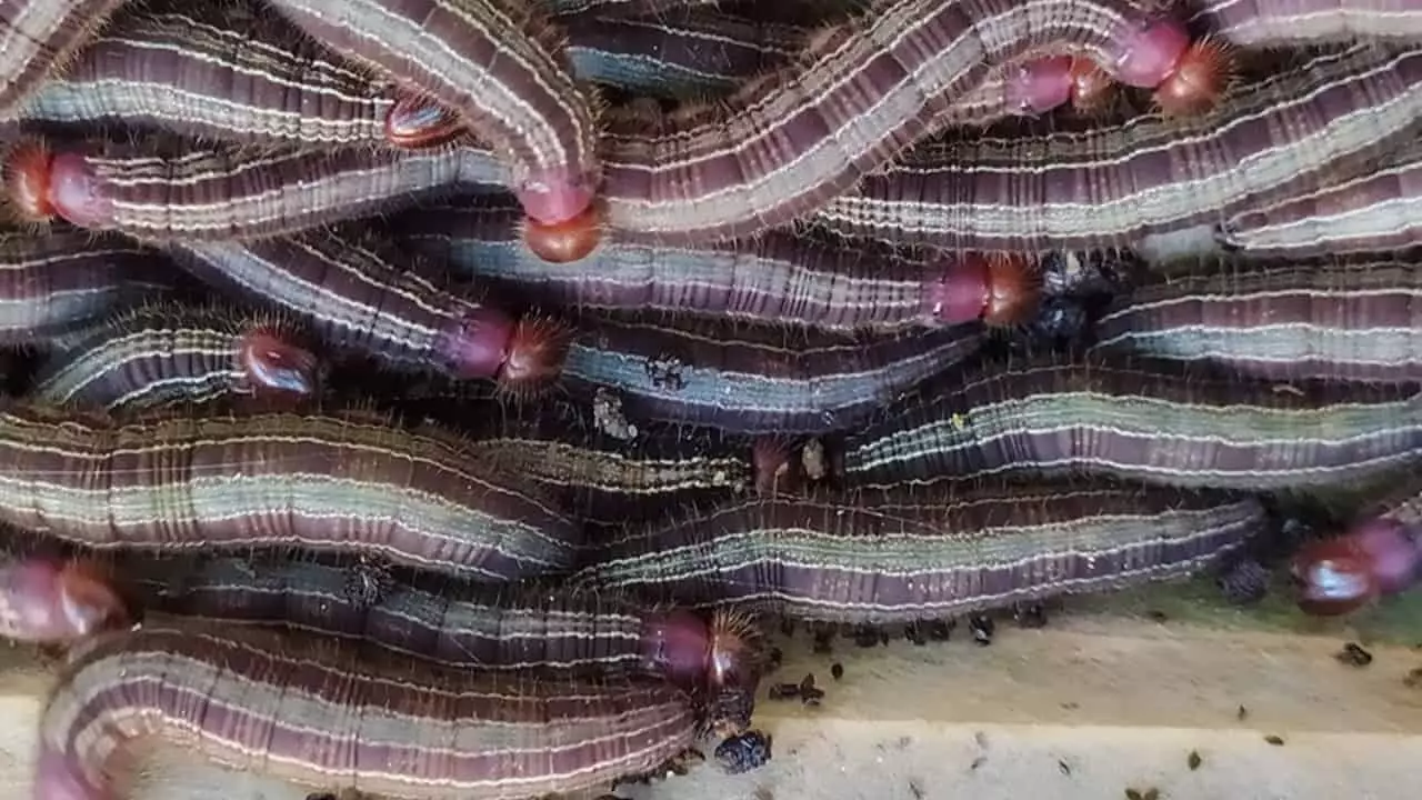Plataforma integra informações sobre pragas de frutíferas tropicais 3 Lagarta das folhas do coco.