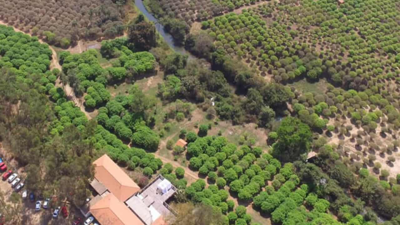 Maior jabuticabal do mundo tem 42 mil pés da fruta. 