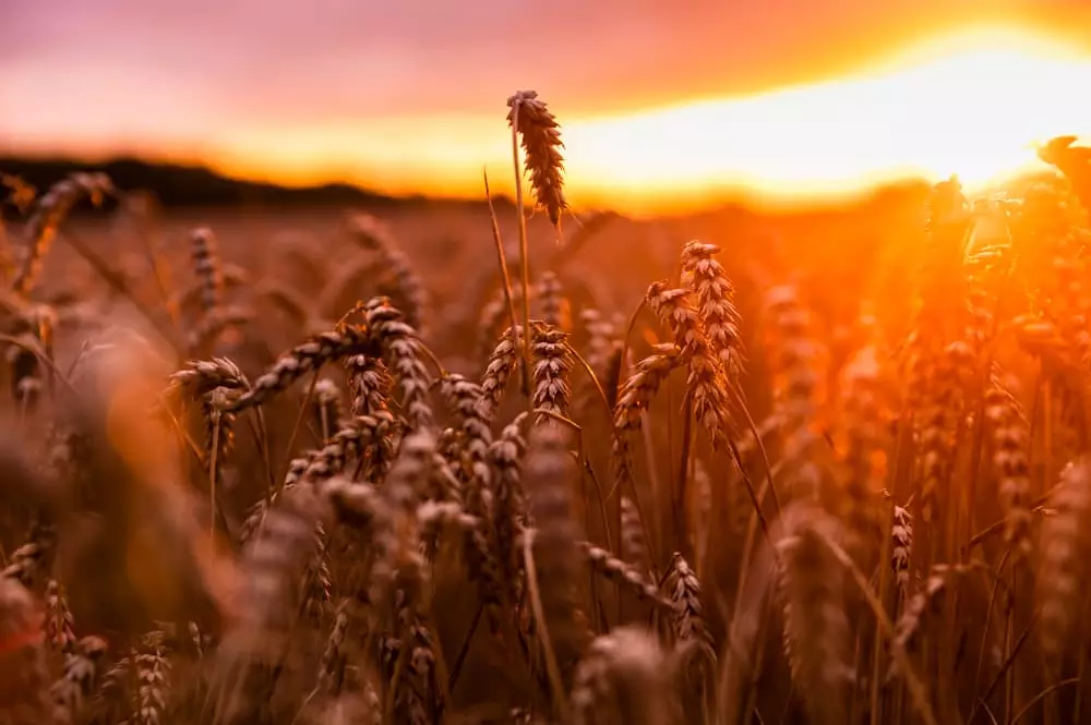 Saiba quem são os maiores bilionários brasileiros do agro em 2024, segundo a Forbes 3 agronegócio