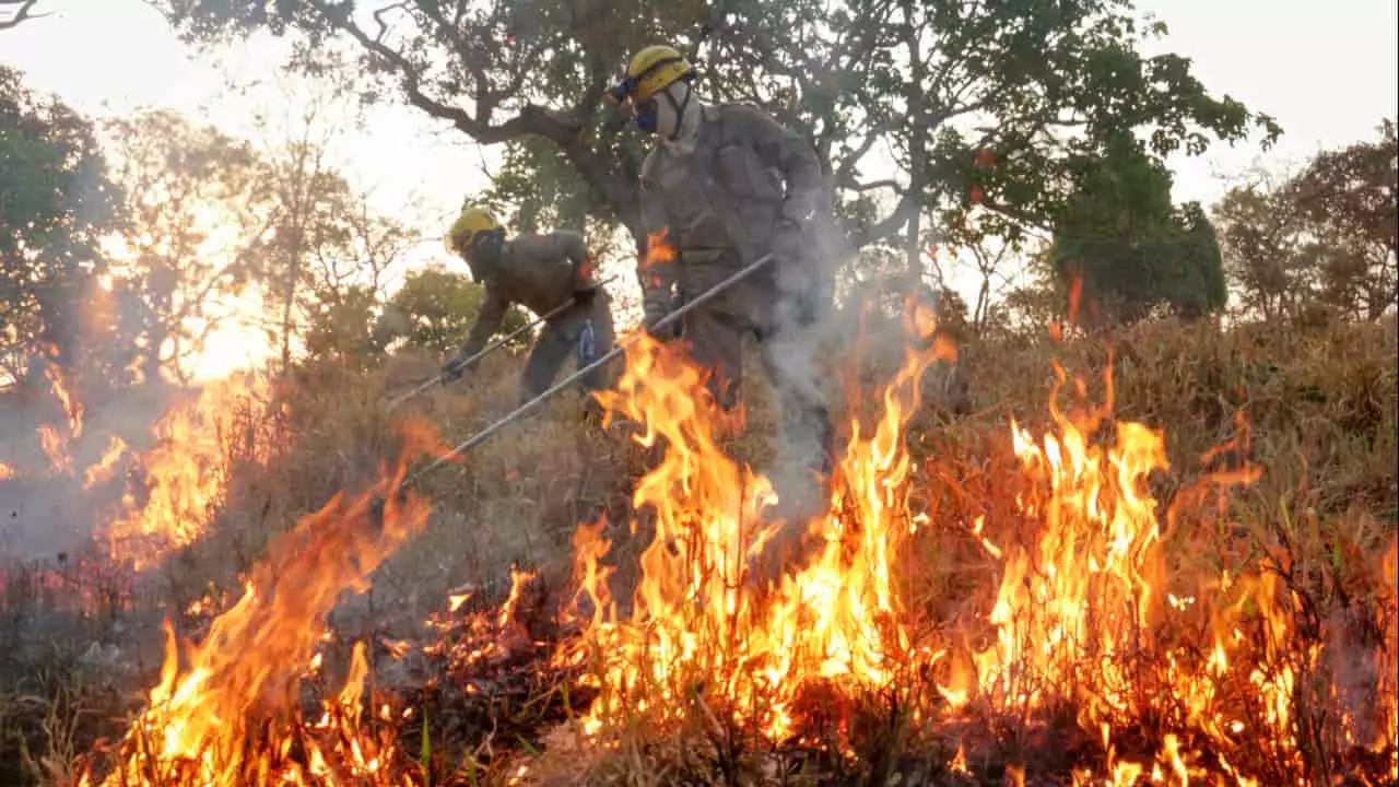 Número de incêndios em 2024 já é maior que todo ano passado. 