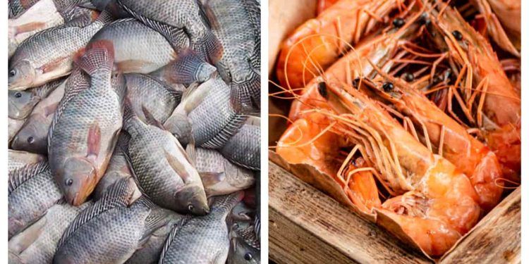 Produção de peixes cresce quase 6% e de camarões 13% no Brasil em 2023