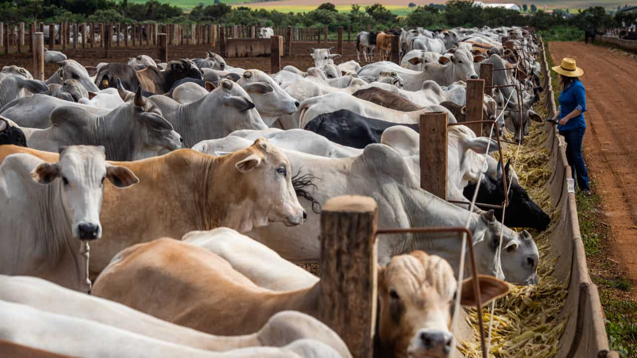 Nutrição adaptada na estiagem ajuda o animal a seguir com bom desempenho. 