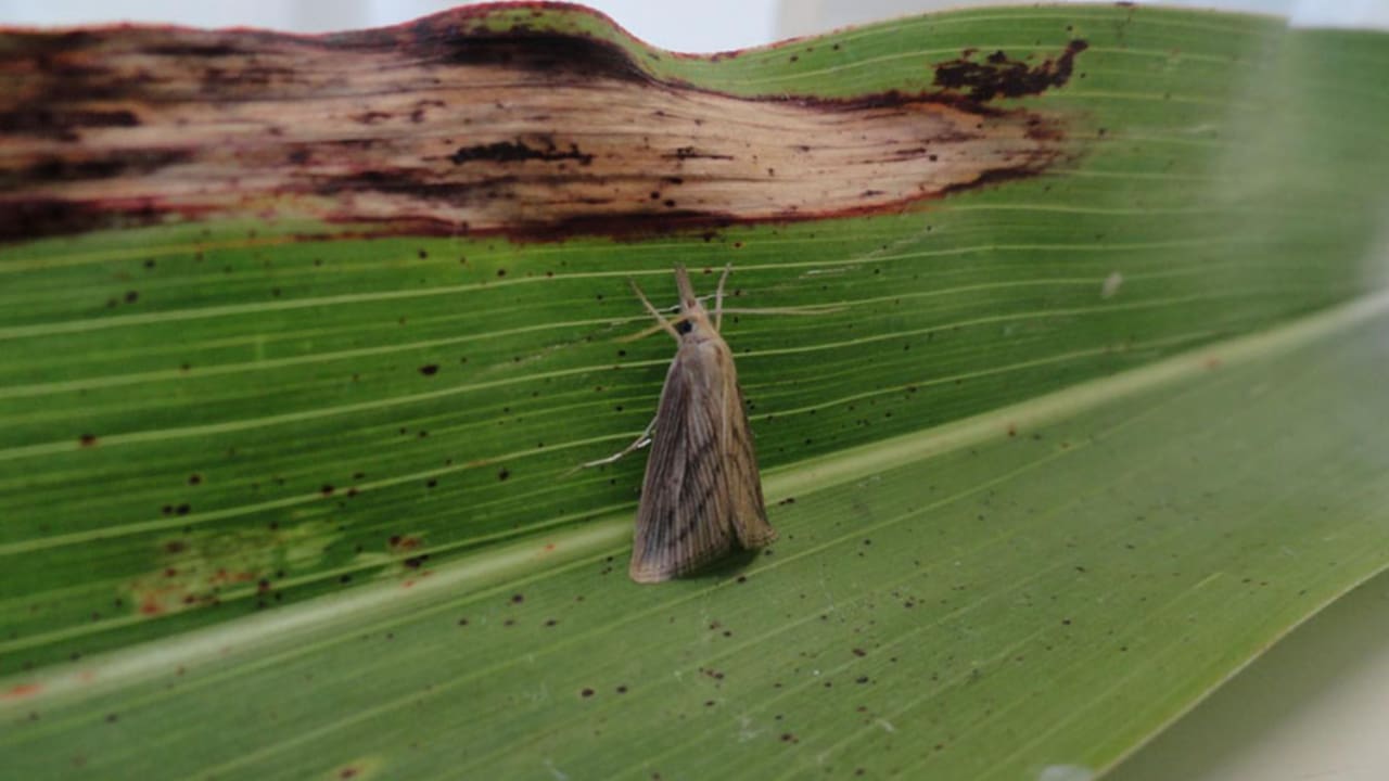 Perdas registradas variam de acordo com o híbrido da planta e o manejo adotados.