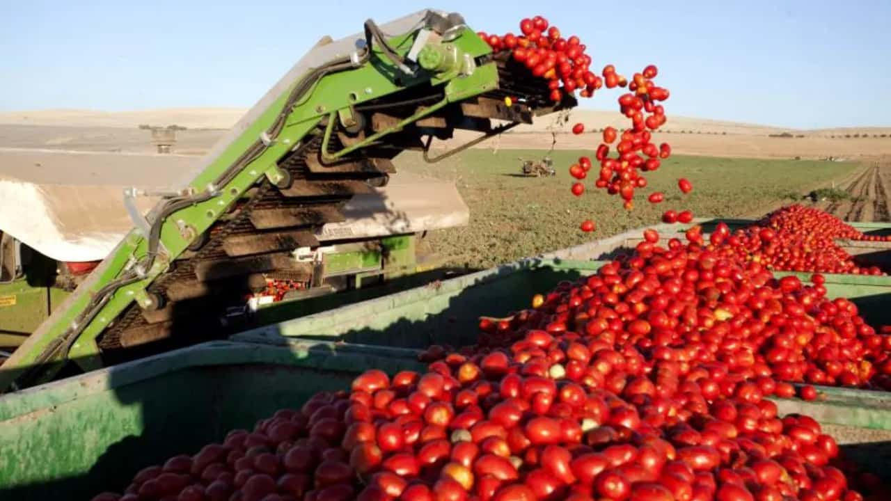 Perspectiva é fechar ano com queda de 1% no PIB da agropecuária. 