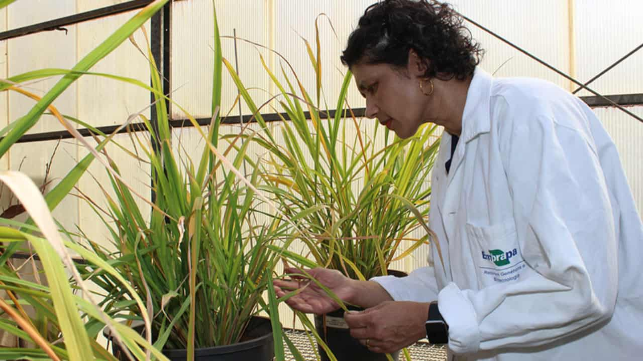 Pesquisadora Angela Mehta na casa de vegetação. 