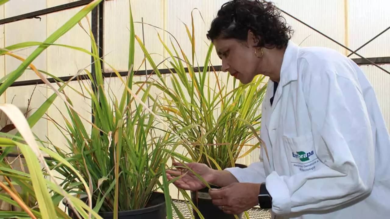 Pesquisadora Angela Mehta na casa de vegetação. 