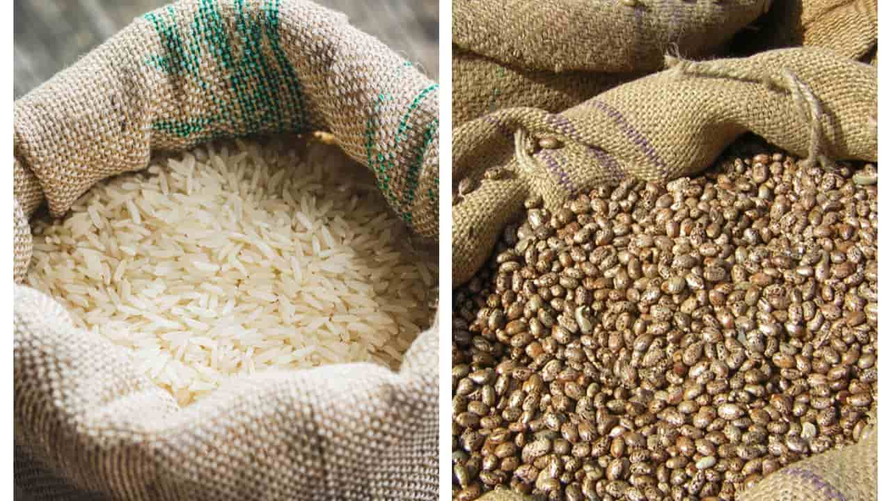 Produção de arroz e feijão crescem a patamares de anos atrás. 