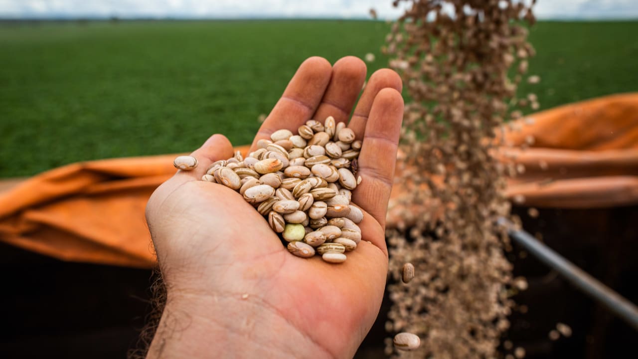 Produção de feijão cresceu com clima favorável principalmente na segunda safra. 