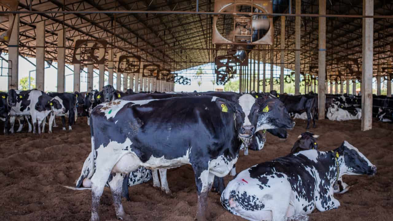 Produção de leite chegou a 35,4 bilhões de litros. 