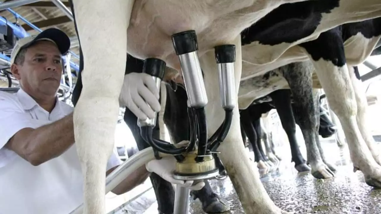 Produtores de leite podem se cadastrar e ter a venda garantida para o governo. 