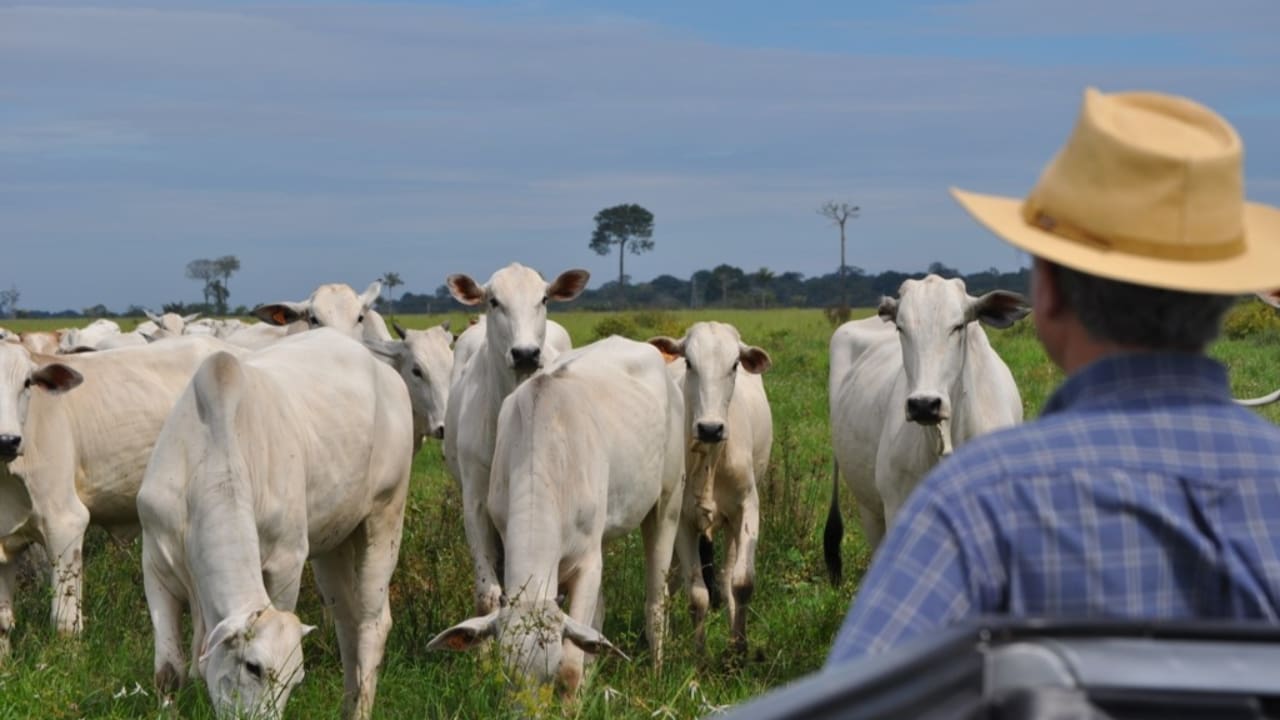 Produtores devem estar atentos a qualquer sinal na propriedade. 