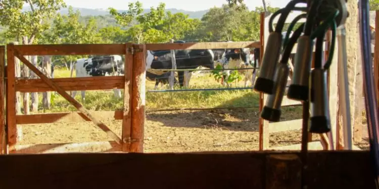 Produtores goianos podem garantir venda de leite ao governo; veja como