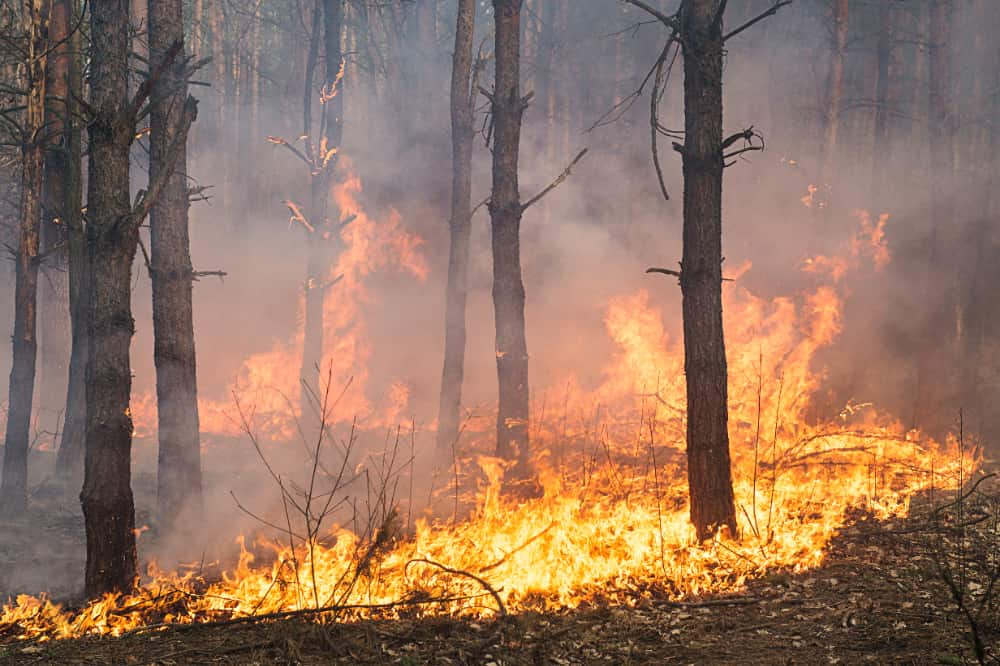 incêndio florestal