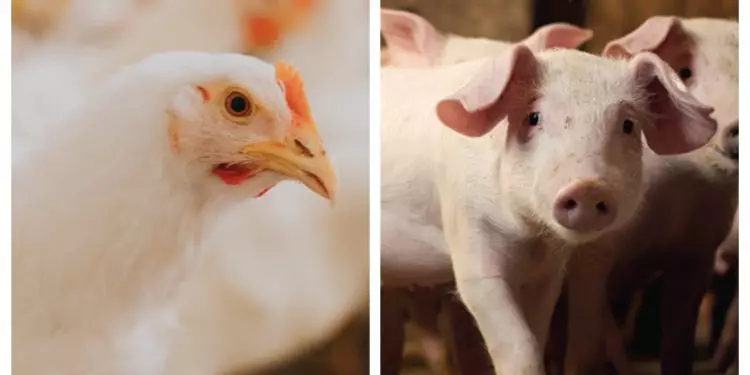 Custo de produção de frangos cai 1,7% em agosto; criação de suínos fica mais cara 1 Custo de produção de frangos cai 1,7% em agosto; criação de suínos ficou mais cara