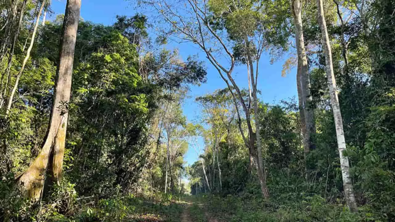 Ramal de acesso à floresta da Fazenda Iracema, no município de Lábrea (AM).