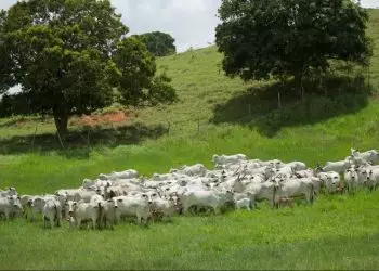 Rebanho bovino no Brasil atinge 238 milhões de cabeças em 2023; produção de leite cresce