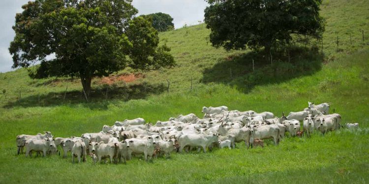 Rebanho bovino no Brasil atinge 238 milhões de cabeças em 2023; produção de leite cresce