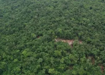 Secas atrasam em 20 anos reposição de madeira em florestas manejadas