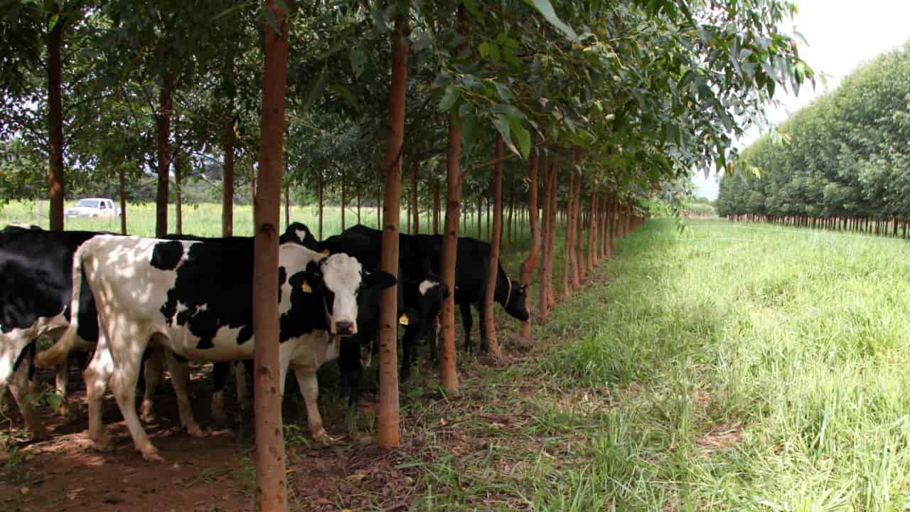 Sistemas ILP, IPF e ILPF unem atividades agropecuárias em uma mesma área. 