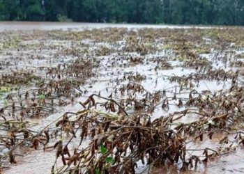 Plantas de cobertura e forrageiras são estratégia para recuperação de solo do RS