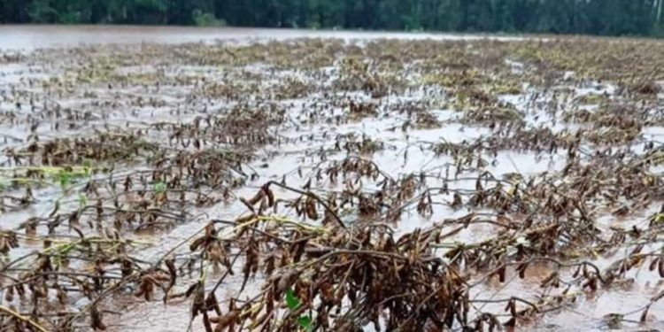 Plantas de cobertura e forrageiras são estratégia para recuperação de solo do RS