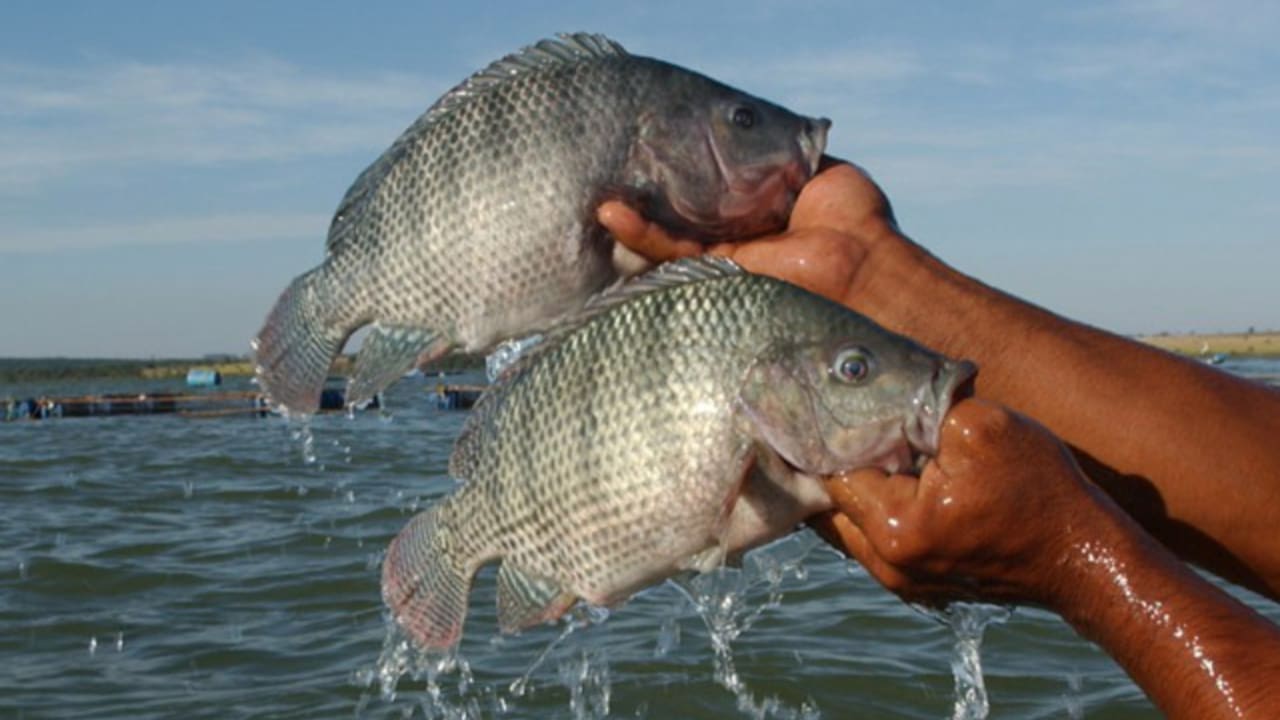 Tilápia é o peixe mais produzido no Brasil. 