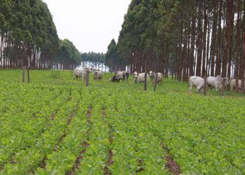 Evento internacional debate práticas agrícolas sustentáveis, em Goiânia-GO