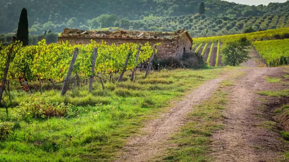 Fazenda de vinhedos na Toscana