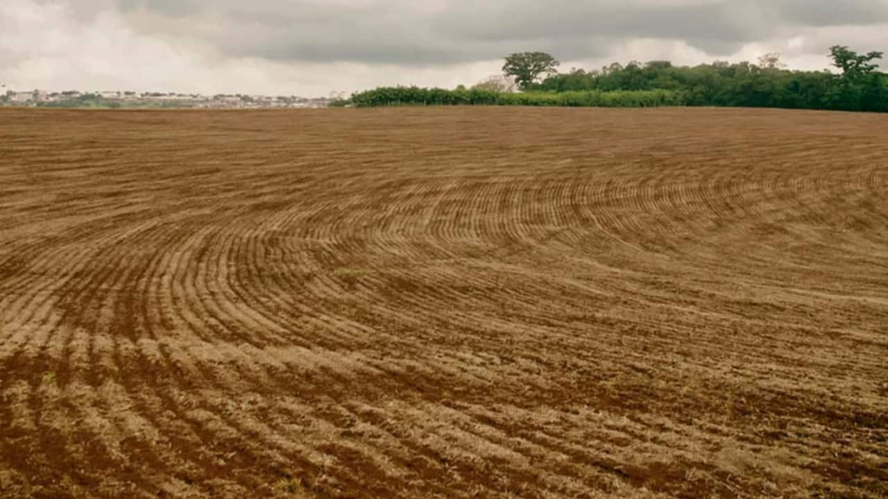 Vazio sanitário acontece por no mínimo 90 dias antes do novo plantio de soja. 