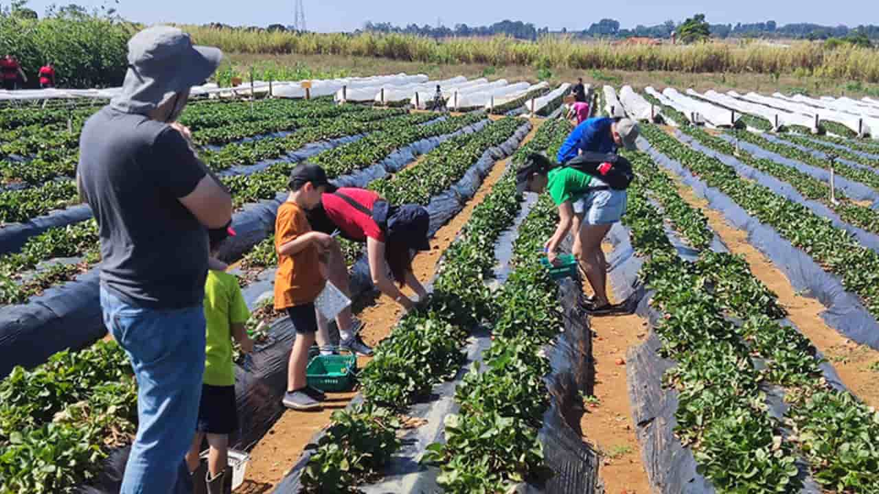 Visitantes podem ter uma experiência rural, colher e comer o morango no pé. 