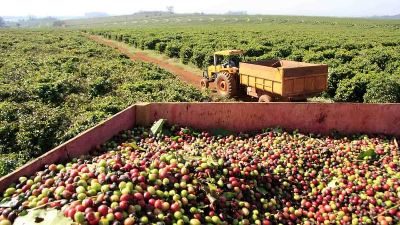 Brasil é o maior produtor mundial de café. 