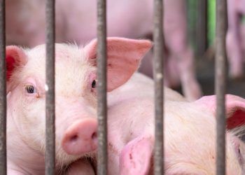 Brasil prepara ações para ampliar zonas livres de Peste Suína Clássica