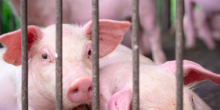 Brasil prepara ações para ampliar zonas livres de Peste Suína Clássica