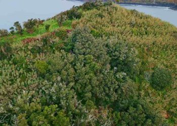 COP-16 inicia na Colômbia com o tema Paz com a Natureza nesta segunda (21)