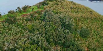 COP-16 inicia na Colômbia com o tema Paz com a Natureza nesta segunda (21)