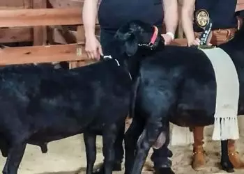 Carneiro com genética de prolificidade conquista prêmio em Santa Catarina