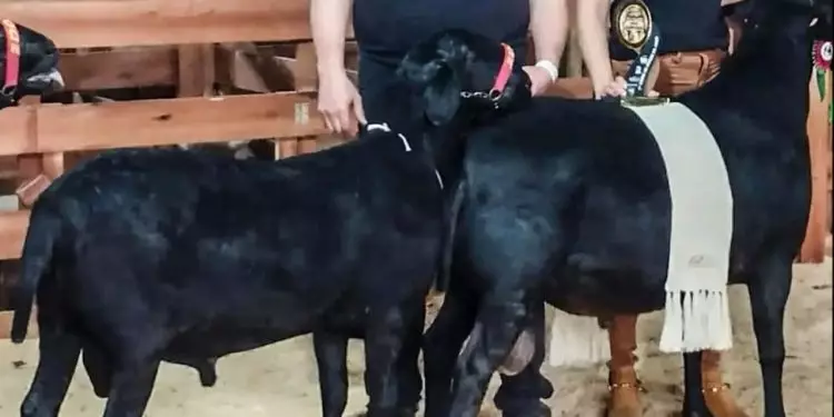 Carneiro com genética de prolificidade conquista prêmio em Santa Catarina 1 Carneiro com genética de prolificidade conquista prêmio em Santa Catarina