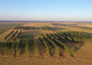 Chamada pública possibilita parcerias em pesquisas com agropecuária regenerativa