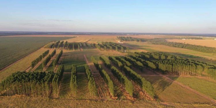 Chamada pública possibilita parcerias em pesquisas com agropecuária regenerativa