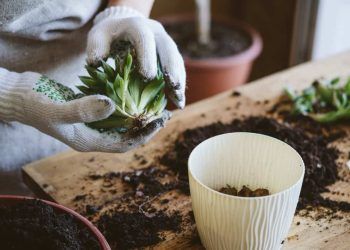 Confira as hortalicas mais indicadas para plantar em sua horta em novembro