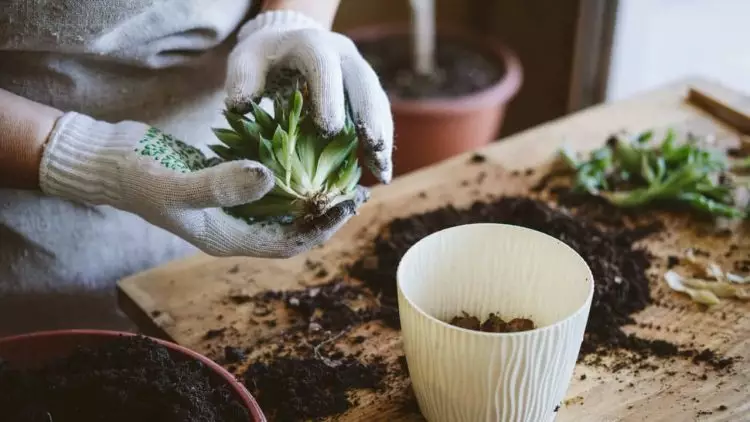 Confira as hortalicas mais indicadas para plantar em sua horta em novembro