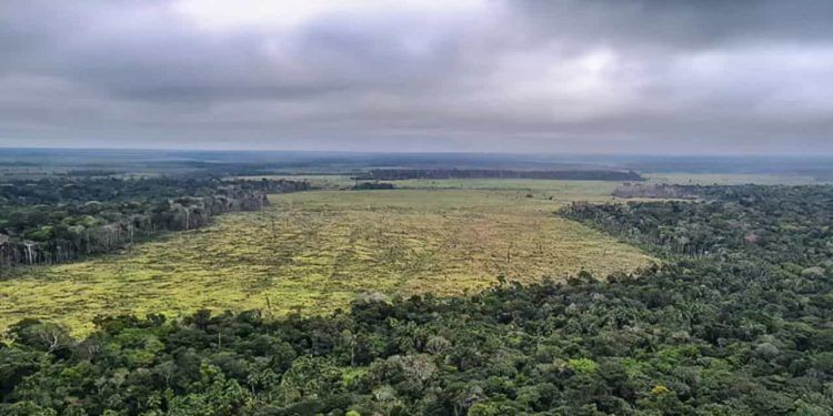 Degradação de florestas na Amazônia bate recorde mensal em setembro; veja