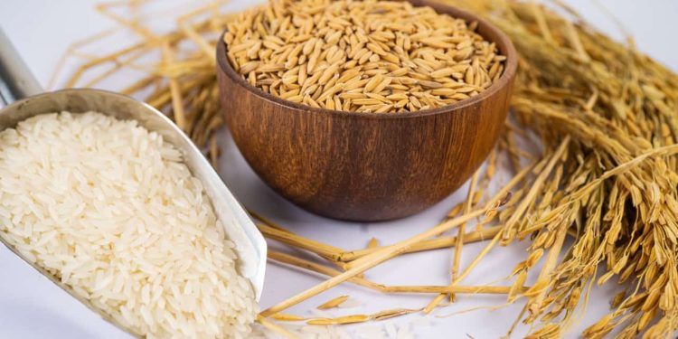 Produção de arroz cresce com benefícios em sistemas integrados, maior produtividade e renda