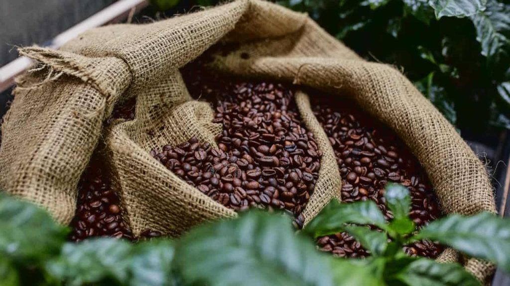 Brasil lidera produção e exportação mundial de café; cultura é a 4ª principal do país