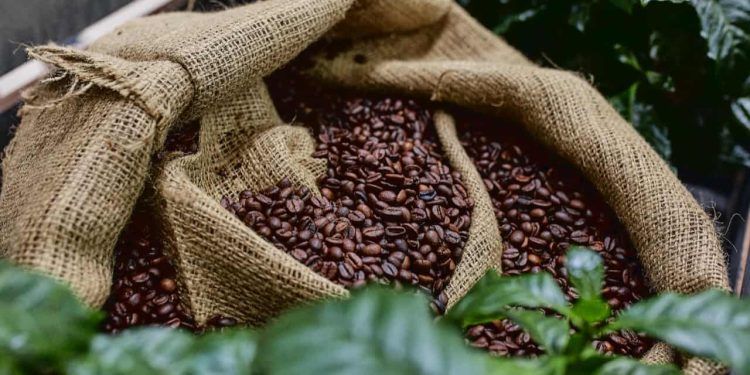 Brasil lidera produção e exportação mundial de café; cultura é a 4ª principal do país