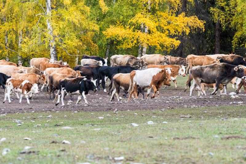 Dia Nacional da Pecuaria